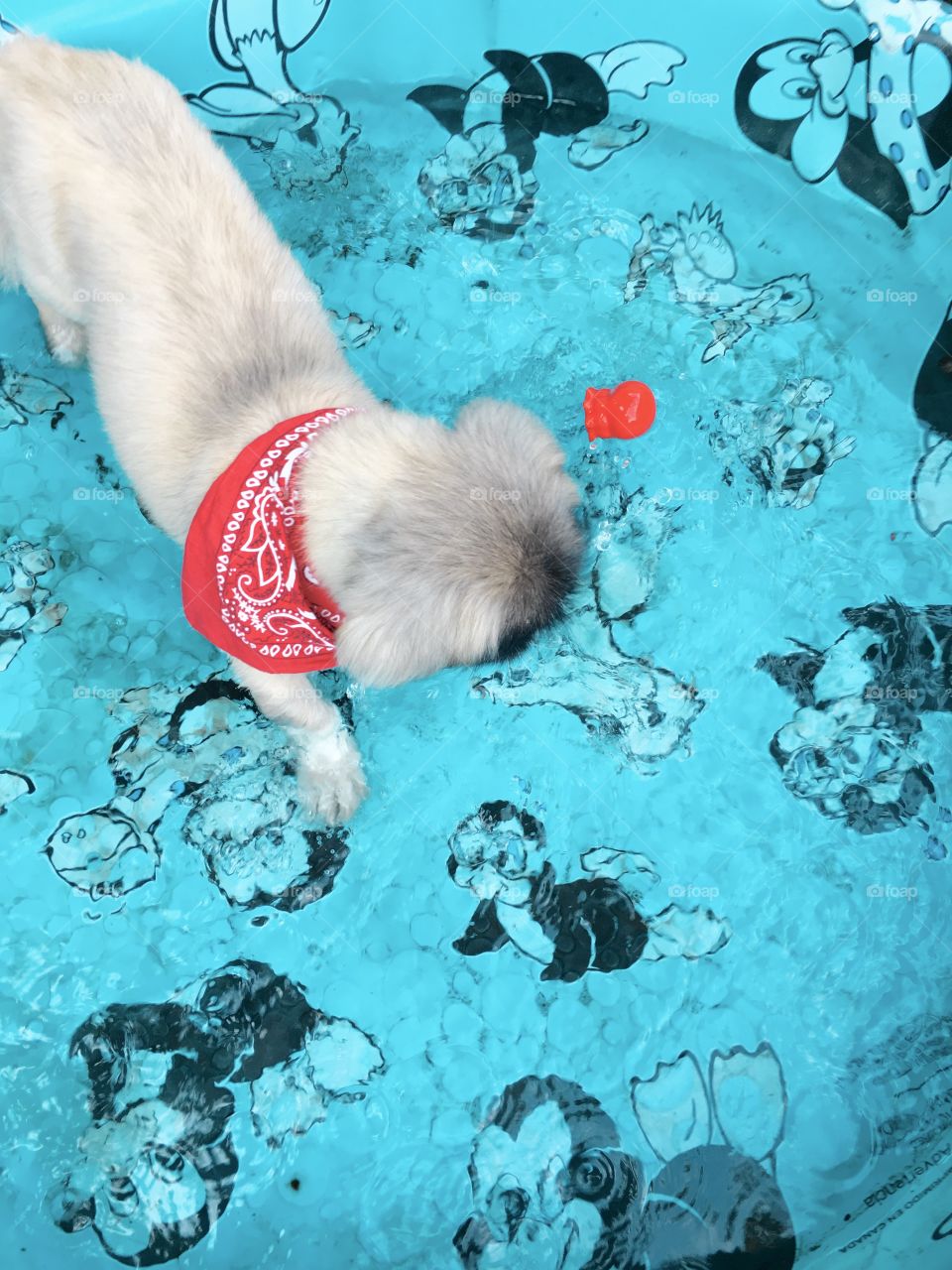 Pool Pup