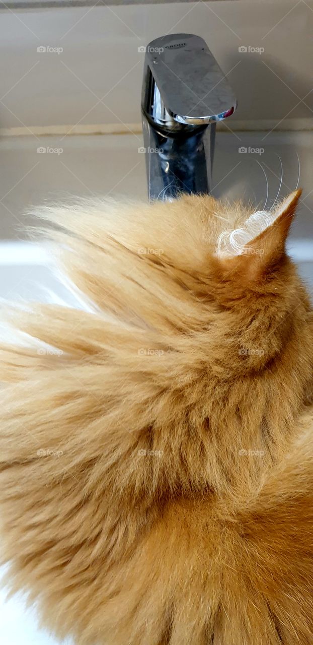 Cat drinking from faucet