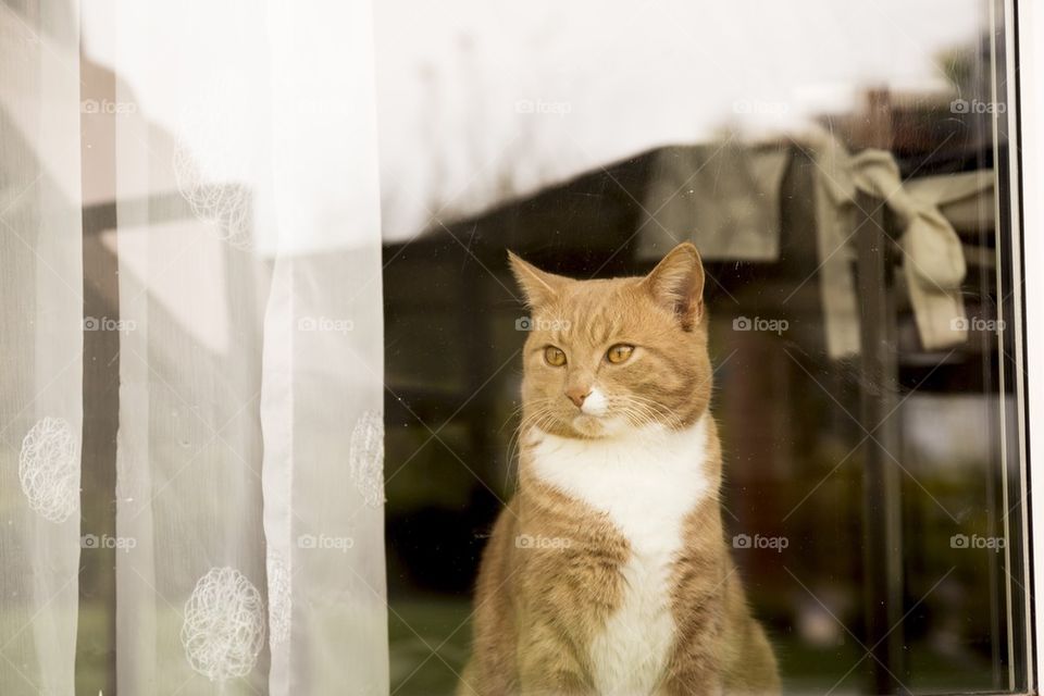 Cat looking outside the window 