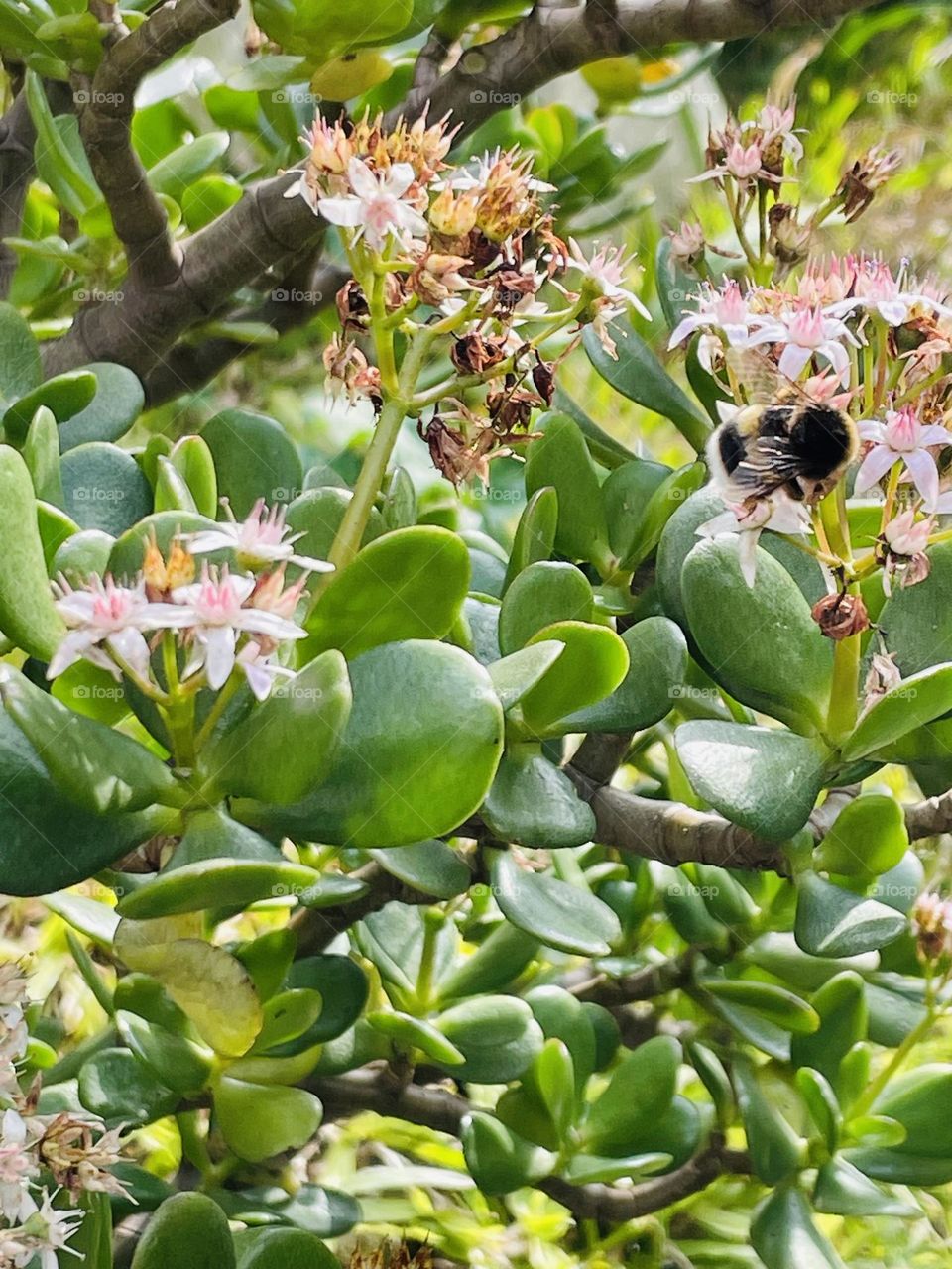 Apenas a observar a abelha,a trabalhar entre as delicadas flores!