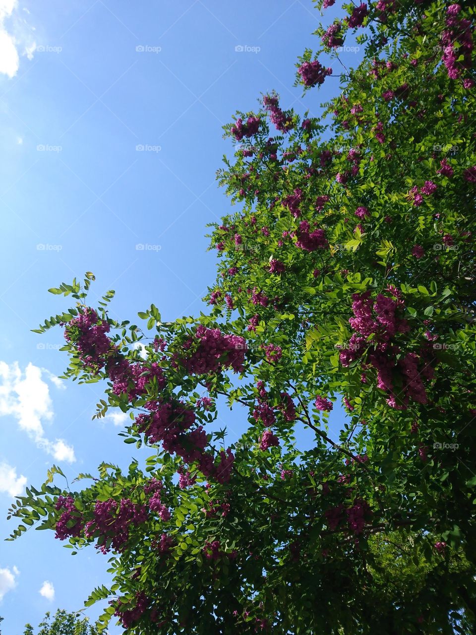 Fragancia suave- flor rosa