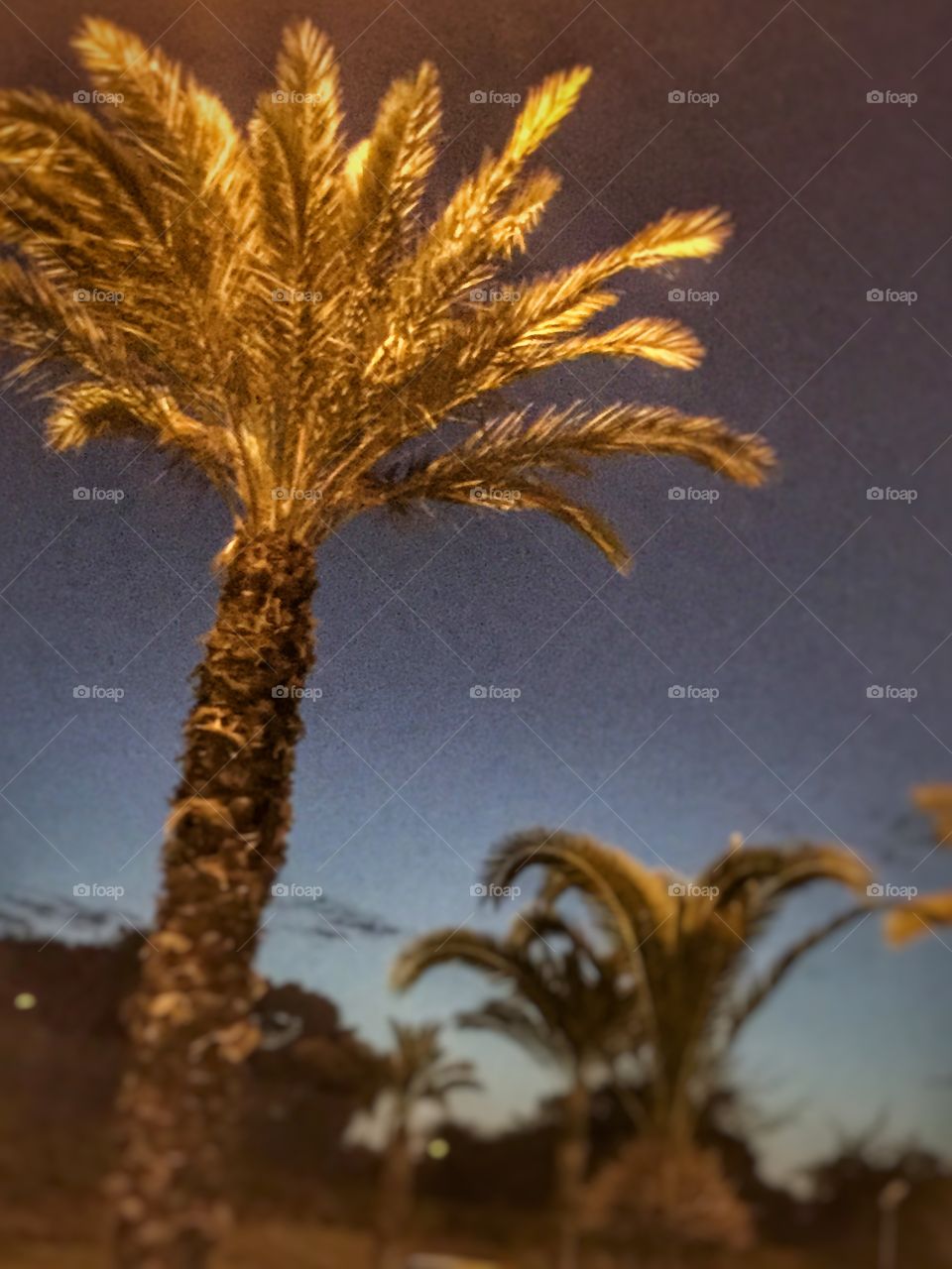 Palm trees evening view