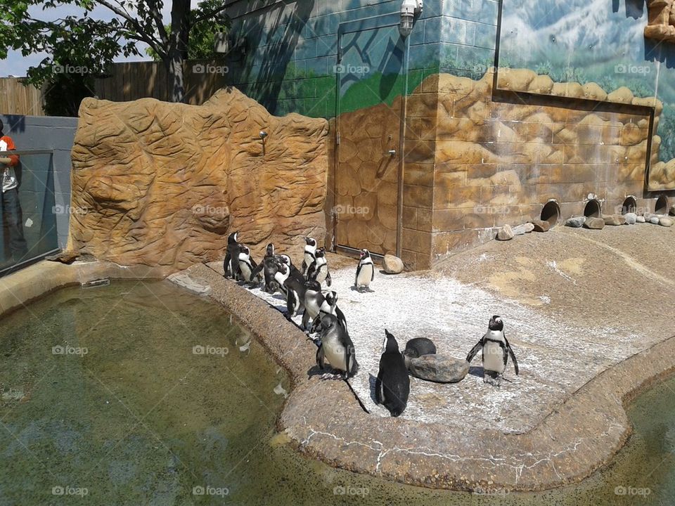 penguin habitat