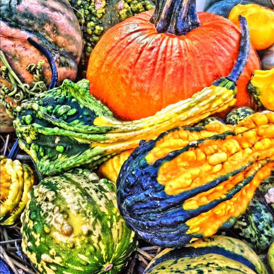 fall pumpkin veggies gourds by fustin