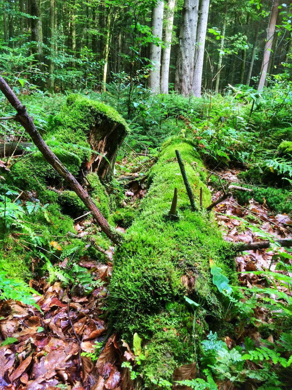 Log with moss