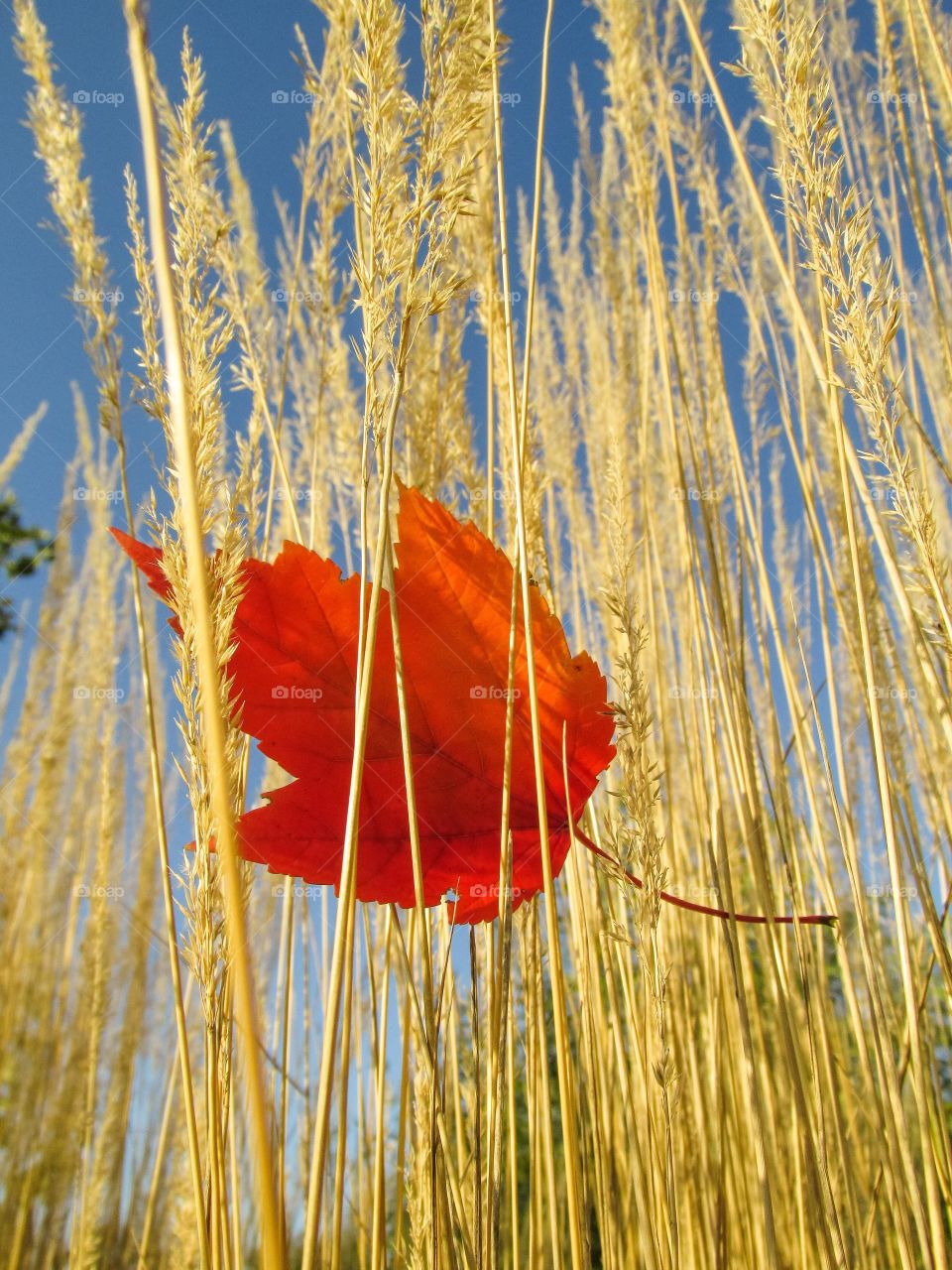 Lone Radiant Red Maple Leaf