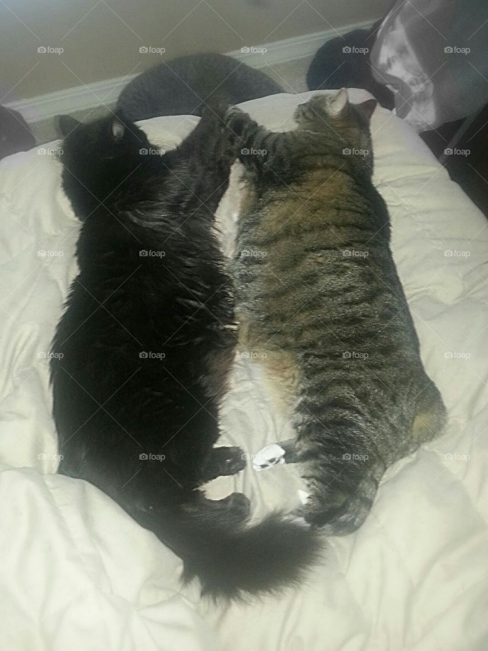 pair of mirroring cats sleeping in bed