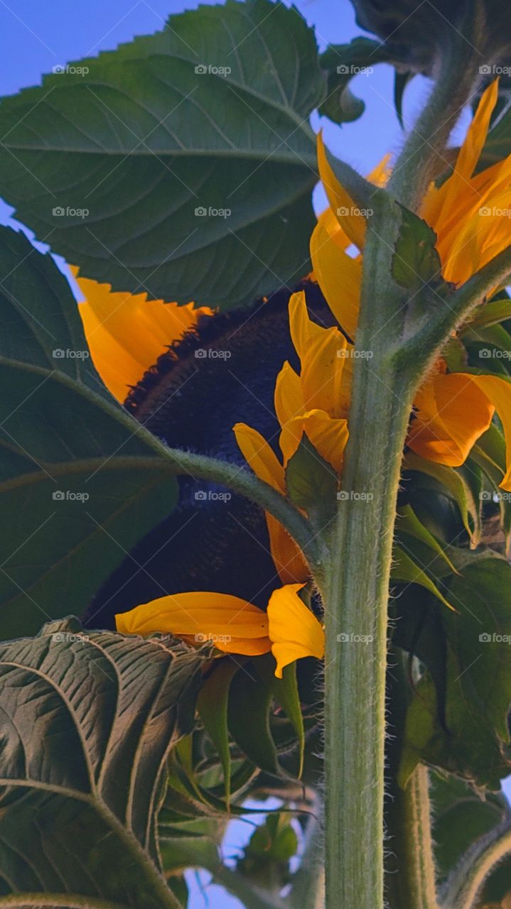 Sunflowers growing tall