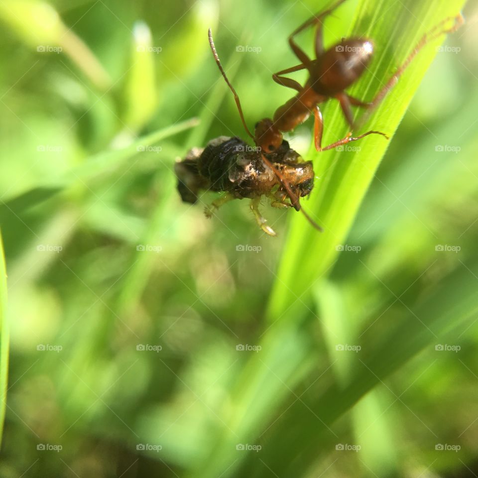 Ant with dead prey