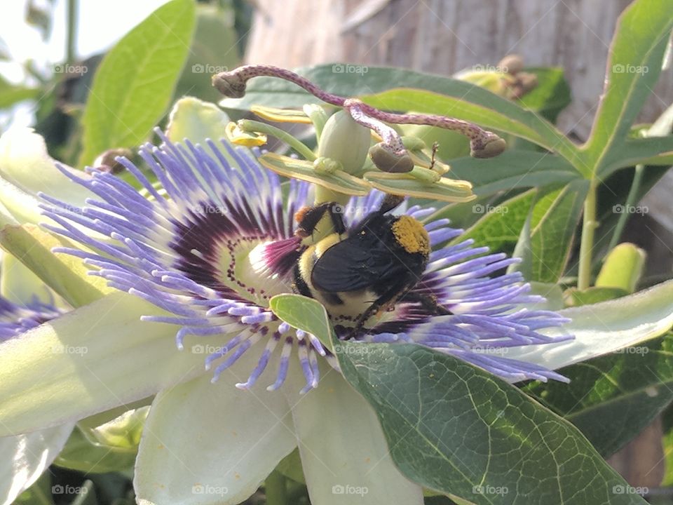 bumblebee on a passion flower