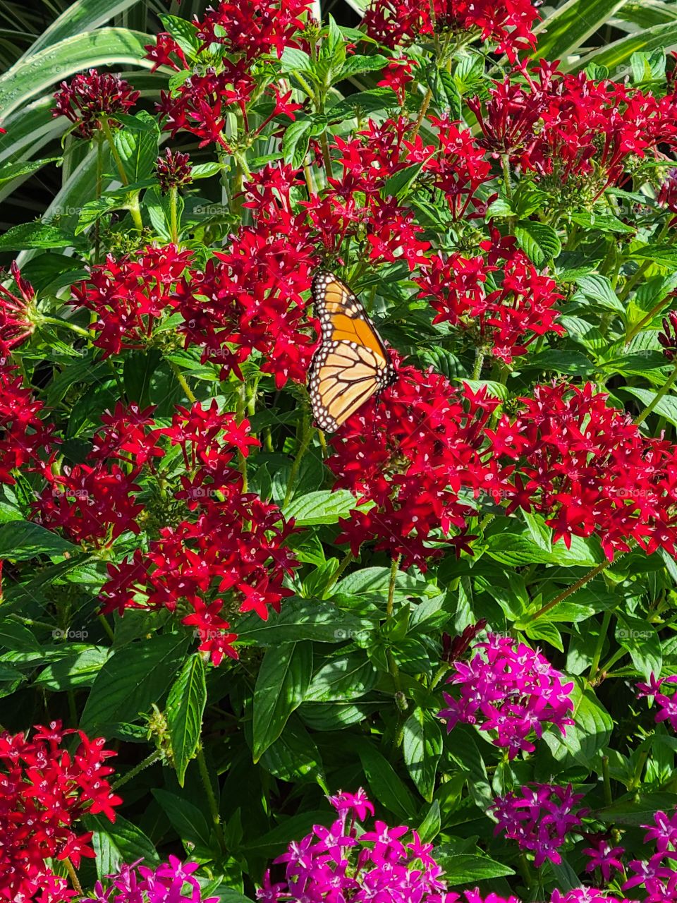 red pillows for butterfly