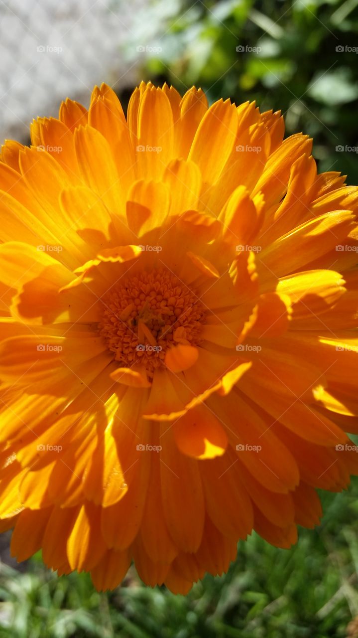 my Calendula 2015. comes back on its own