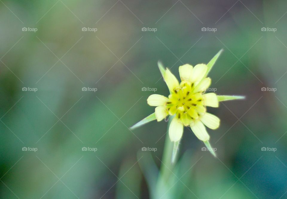 Western Salsify or Goatsbeard