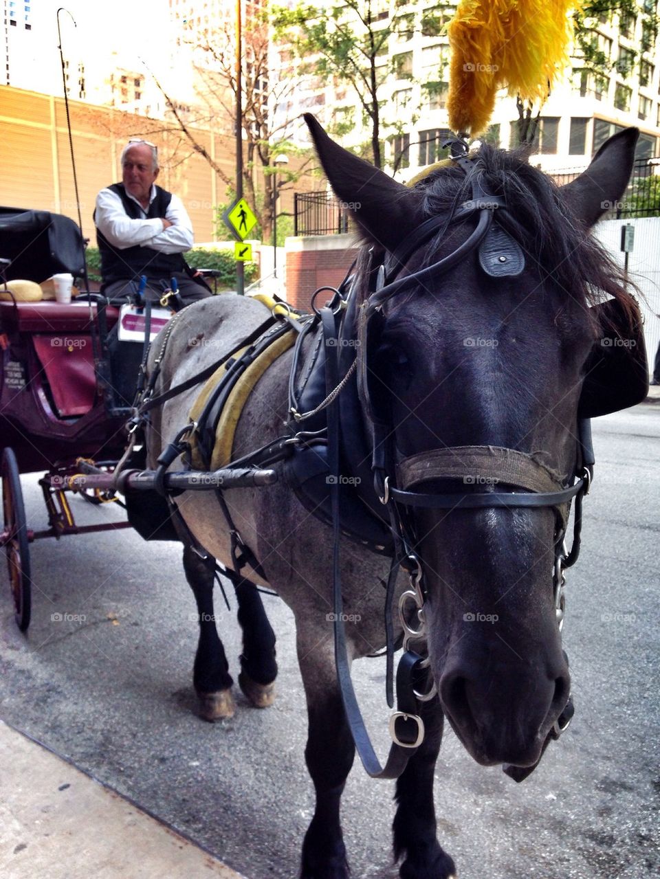 Horse and buggy