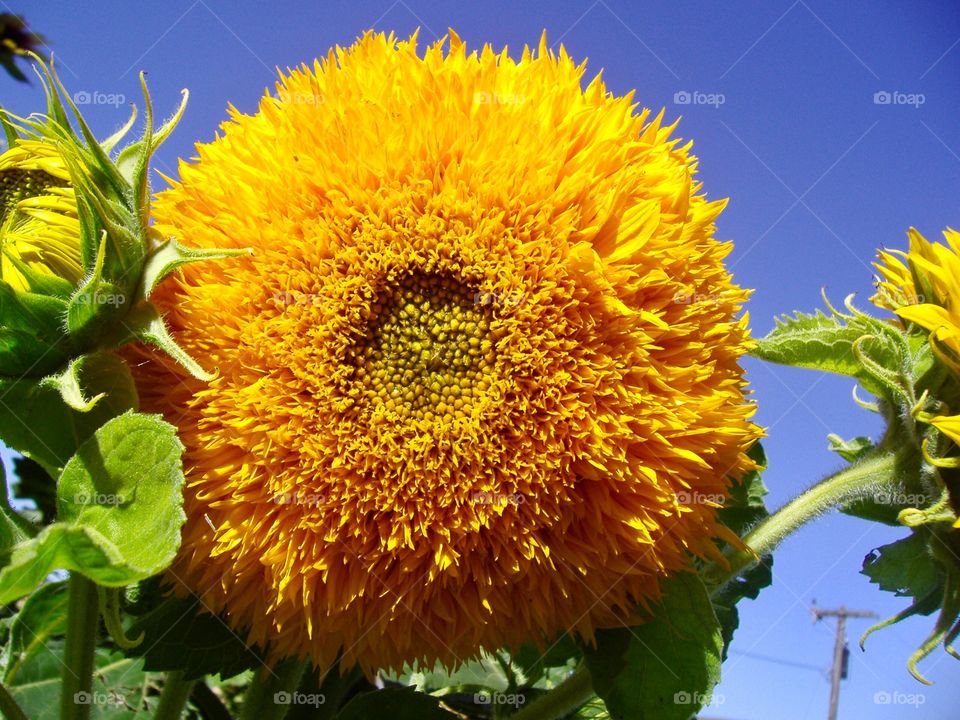 Teddy bear sunflower 