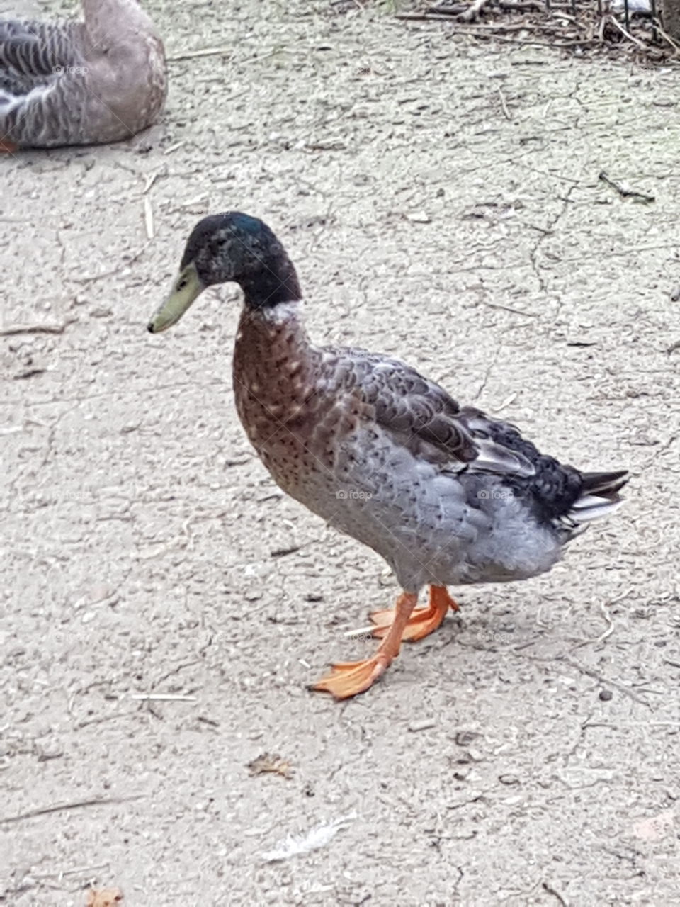 a duck