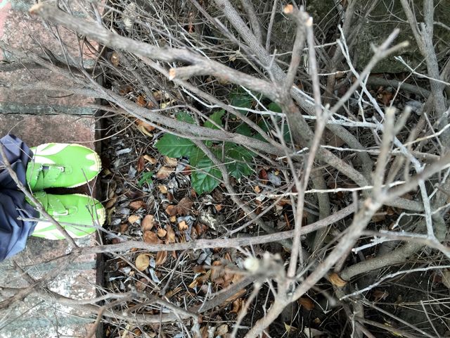 Dead plants from drought 
