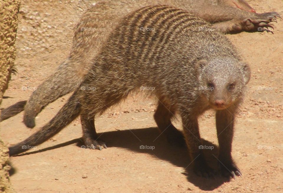Banded mongoose