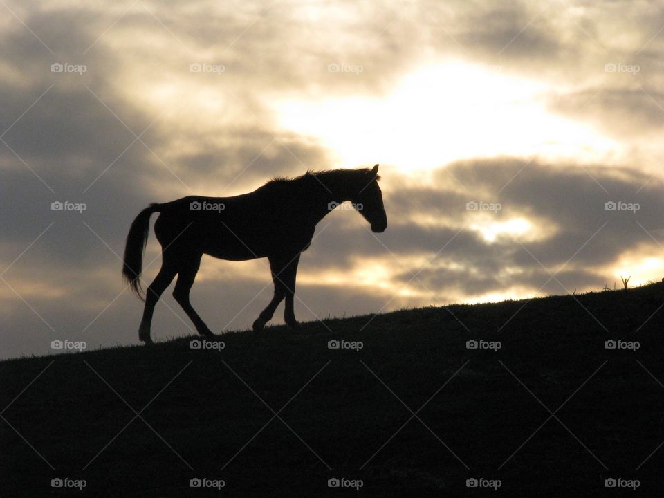 Horse field sunset
