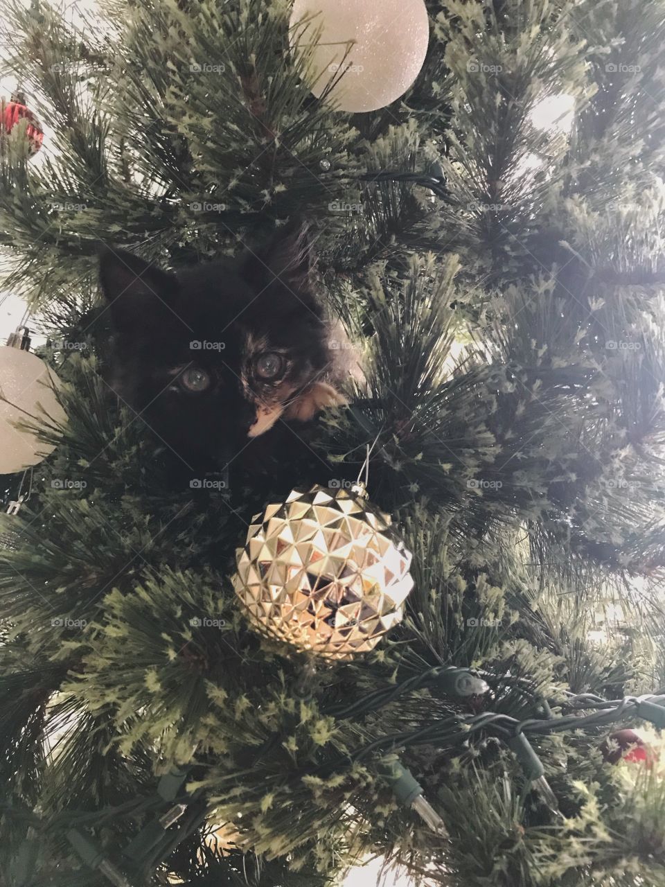 Tiny Black and Orange Calico Kitten Hiding in the Christmas Tree