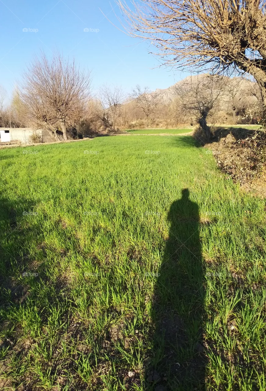 green field