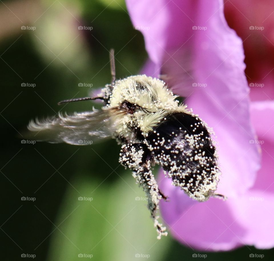 Bumble Bee covered covered with pollen flying by a flower