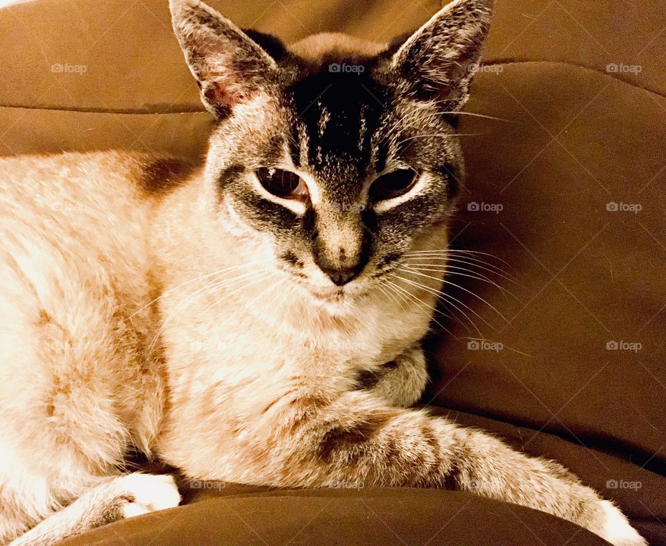 Lynx point siamese cat in repose