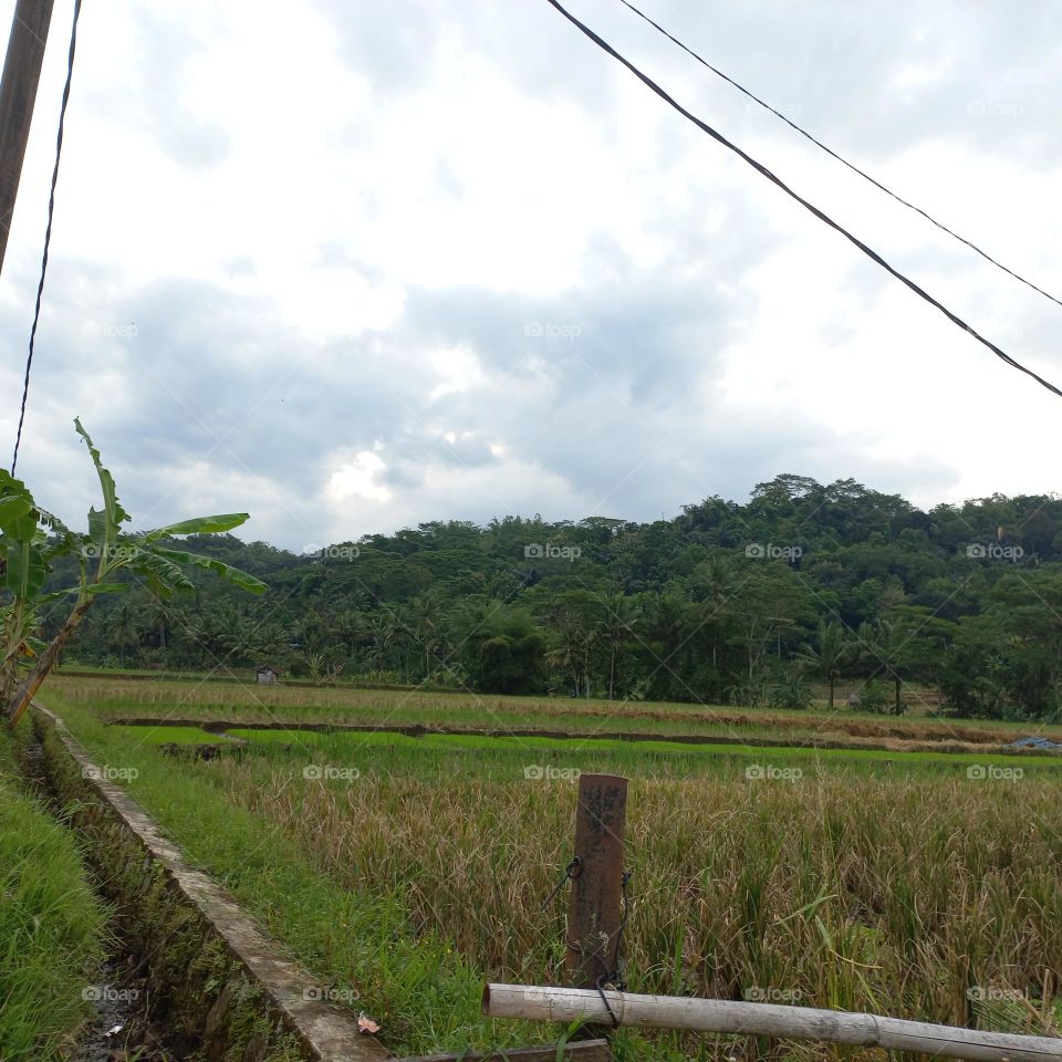 View of the rice fields near the roadside