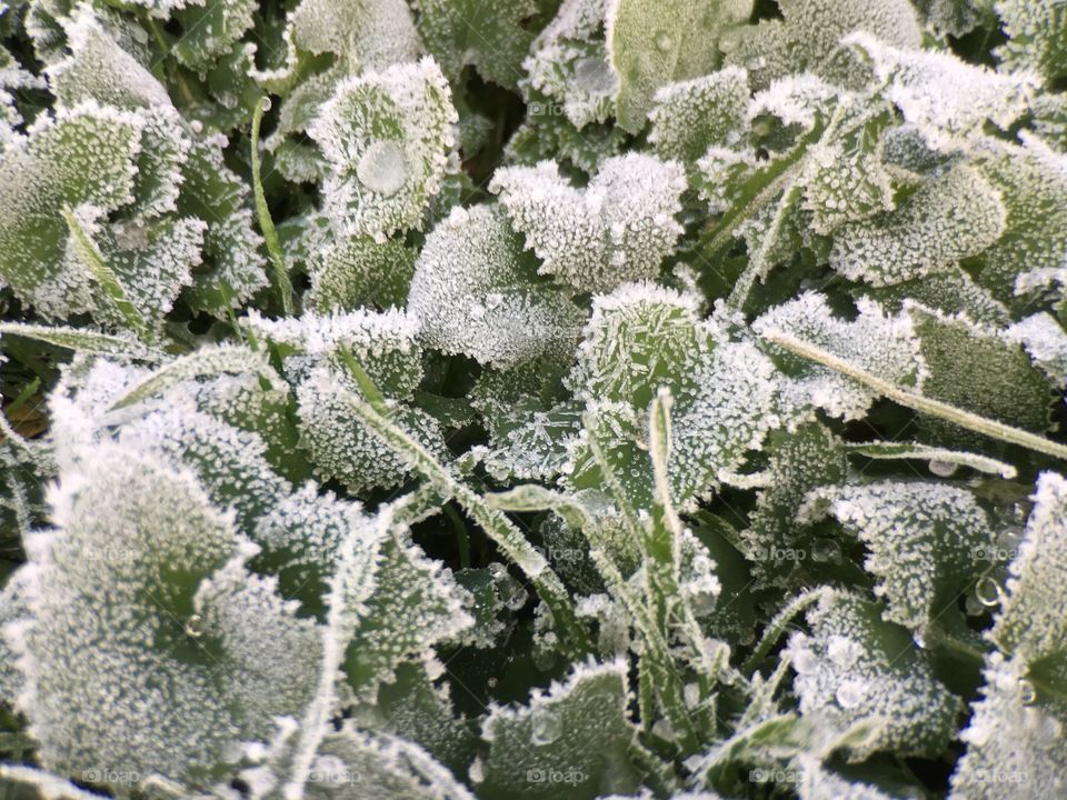 Frosty green leafs