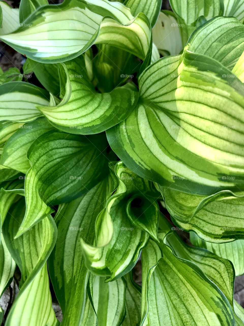 Closeup hosta leaves