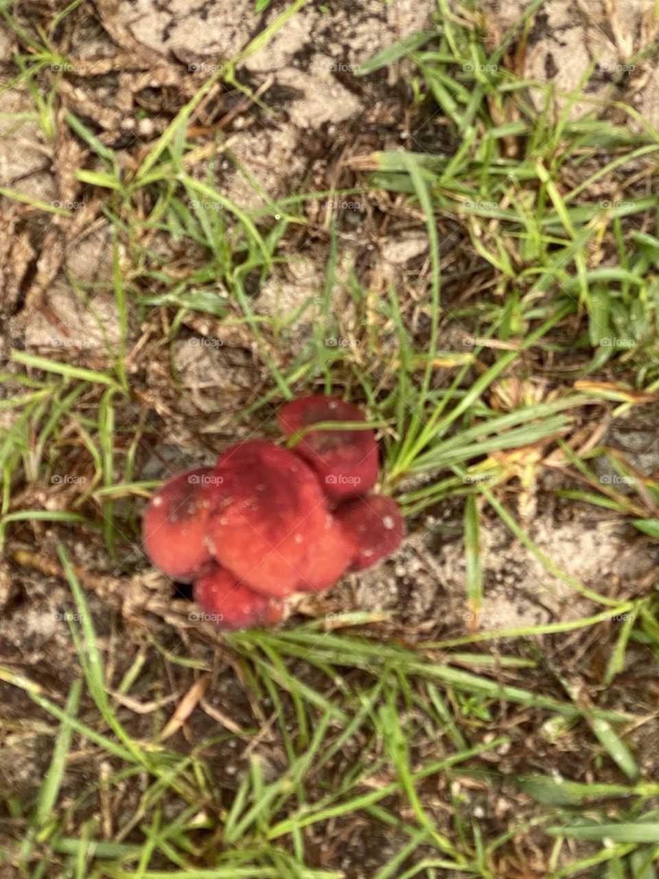 Mushroom the color of a red strawberry