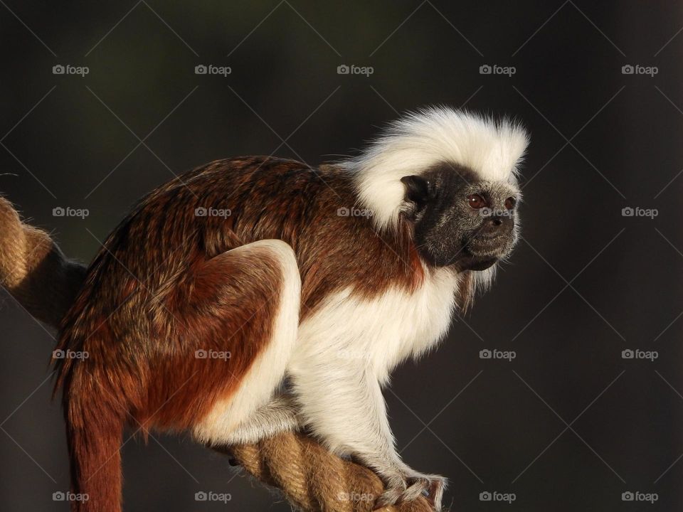 A close up of a monkey