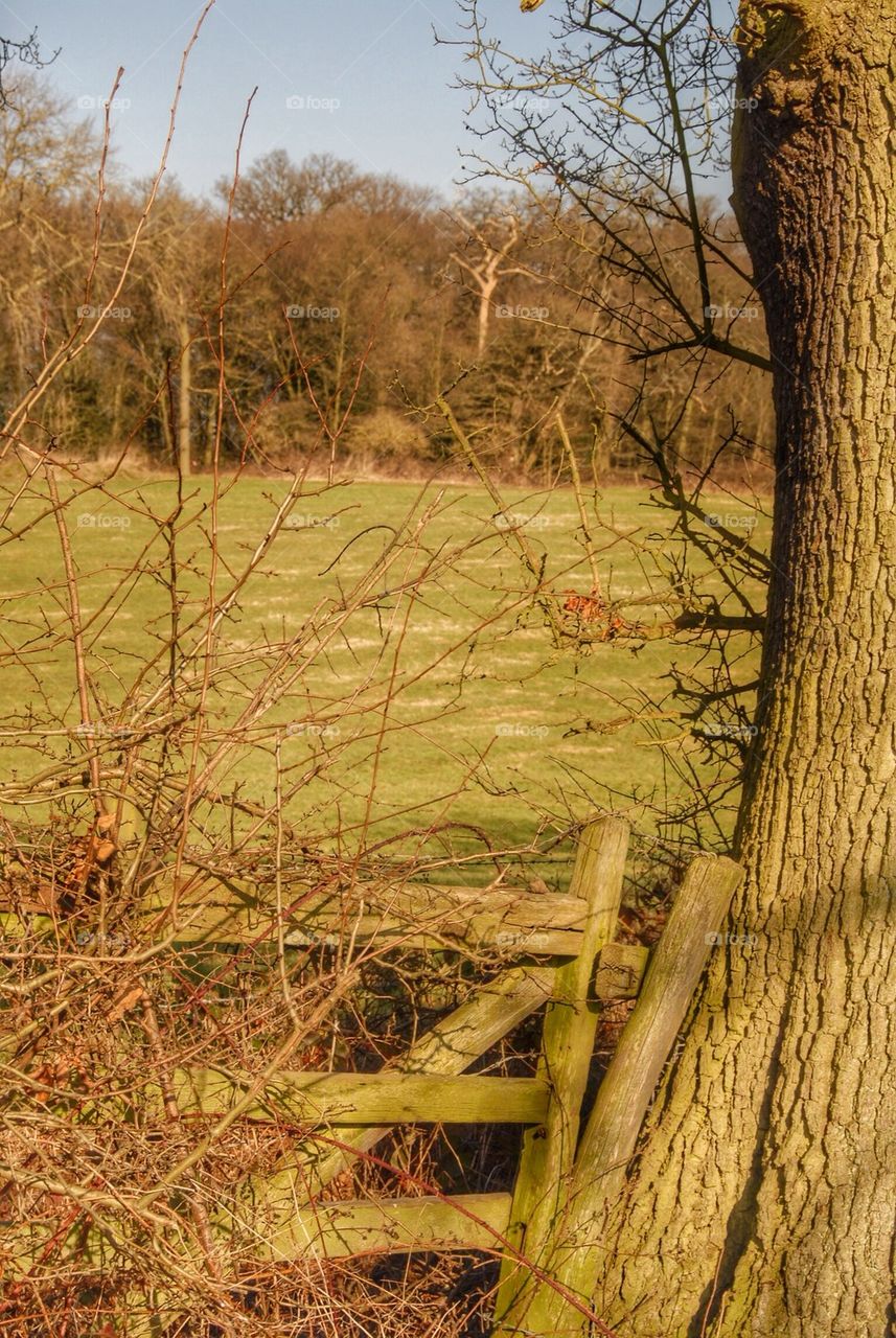 Close-up of tree trunk