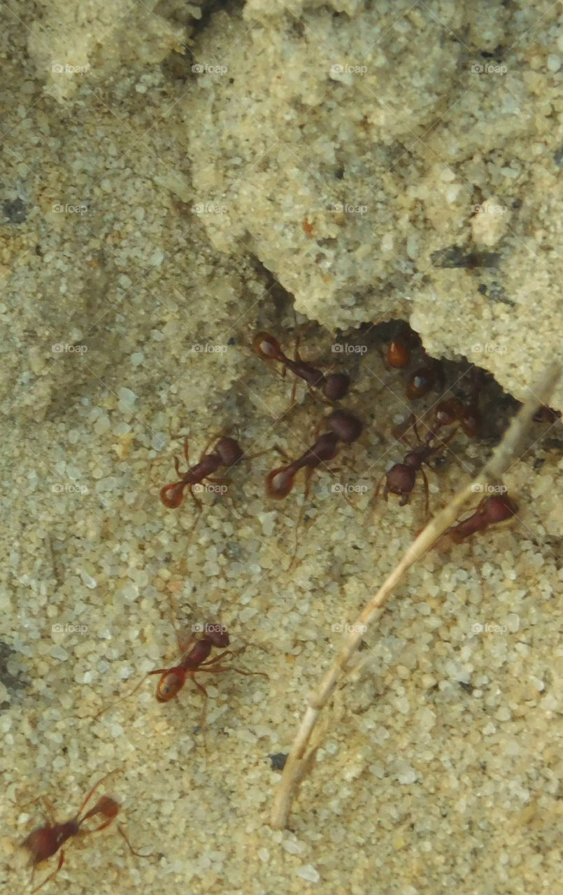 The Ants go marching on, one by one - hoorah, hoorah.......