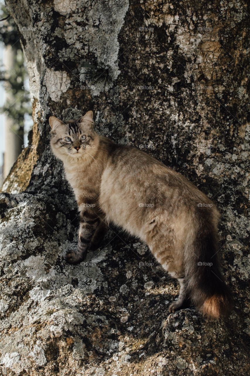 Rio Grande do Sul, Brazil