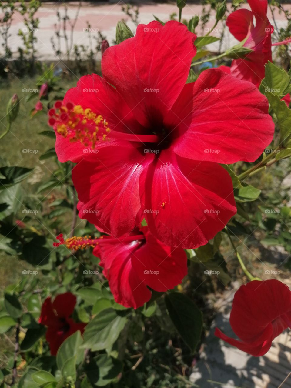 Beautiful red flowers with green leaves plants in the garden.