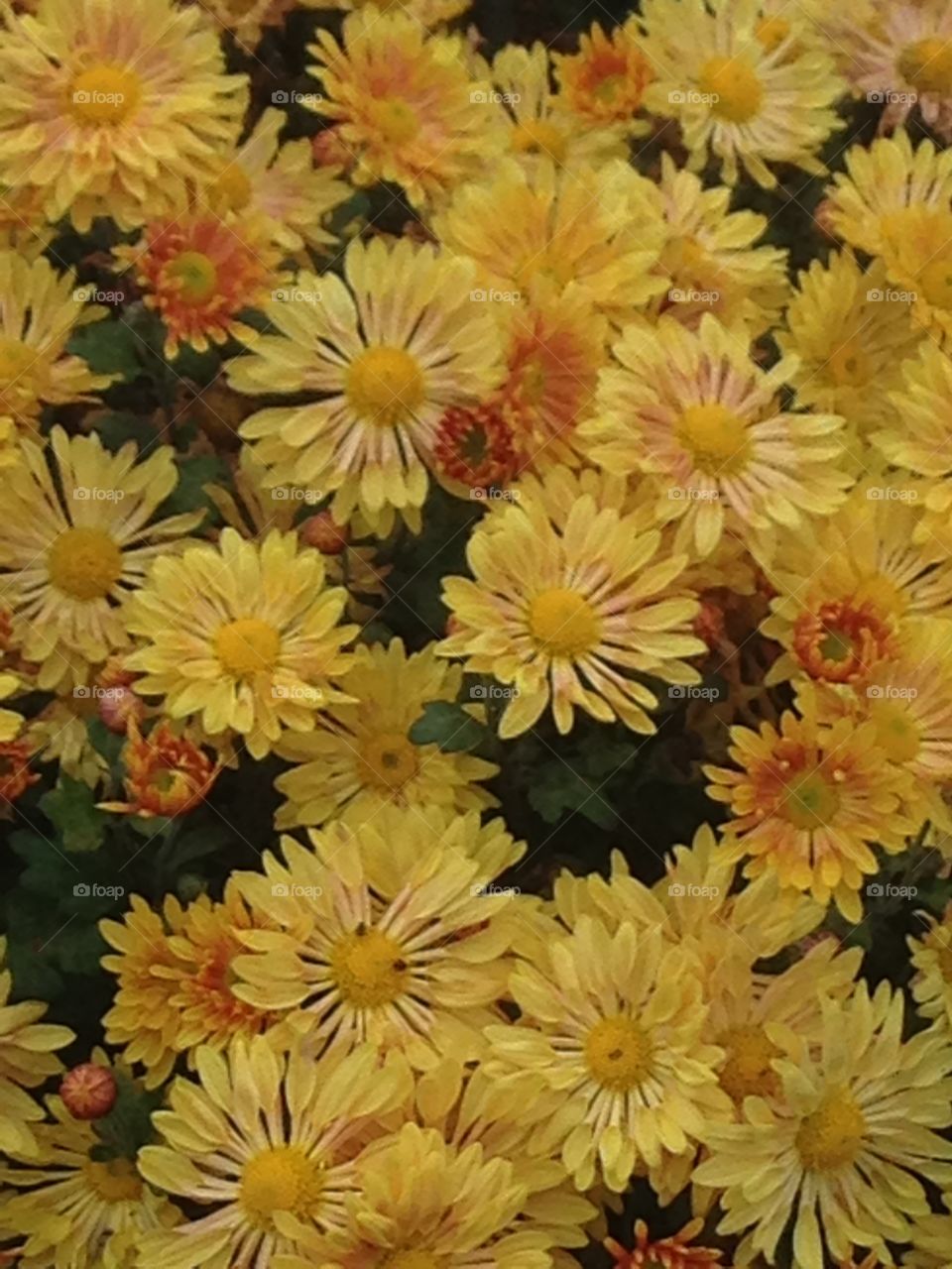 Glowing chrysanthemum