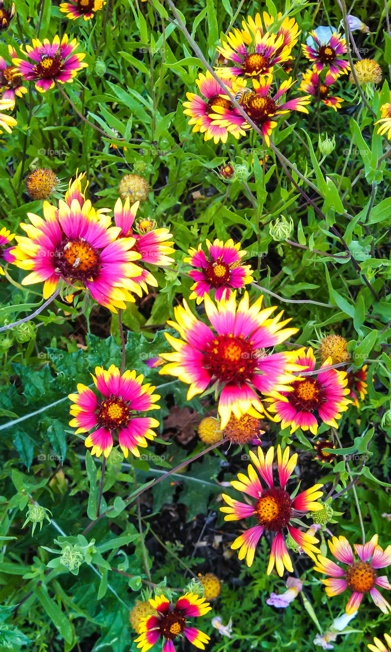 Texas wildflowers