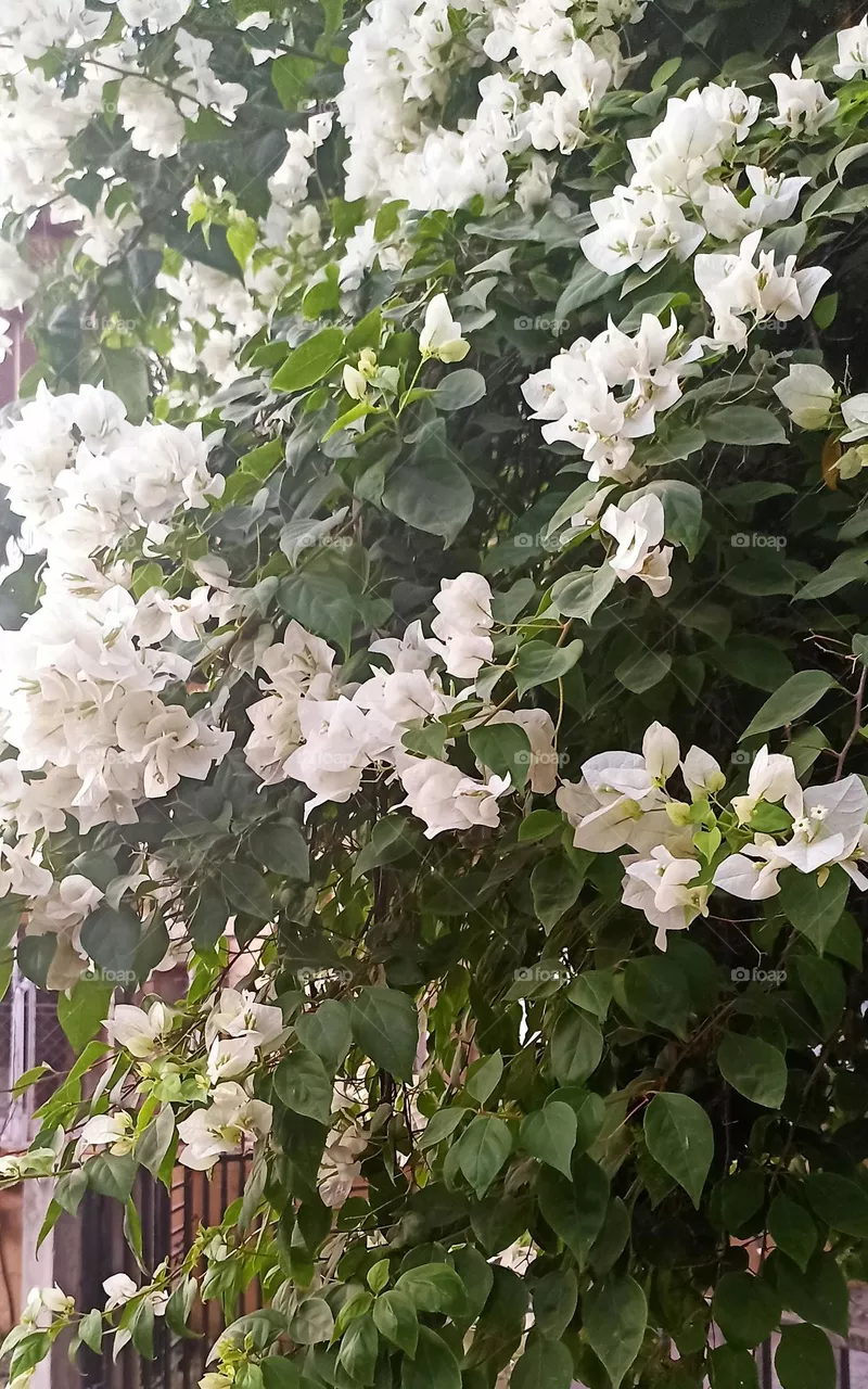 Bougainvillea spectabilis
