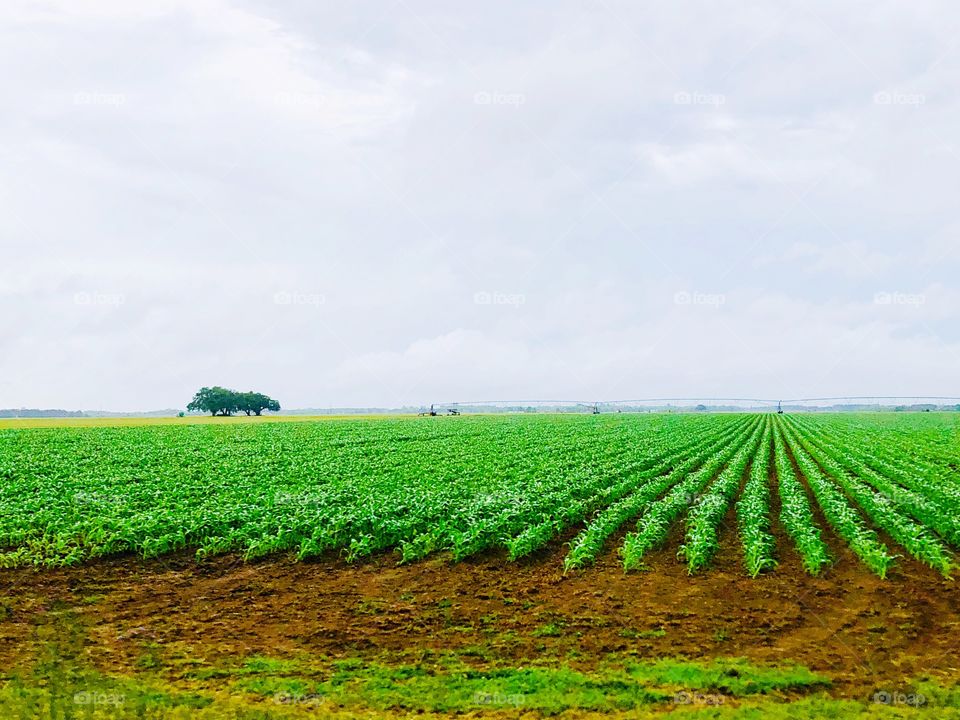 Farm land growing crops with soil in foreground 