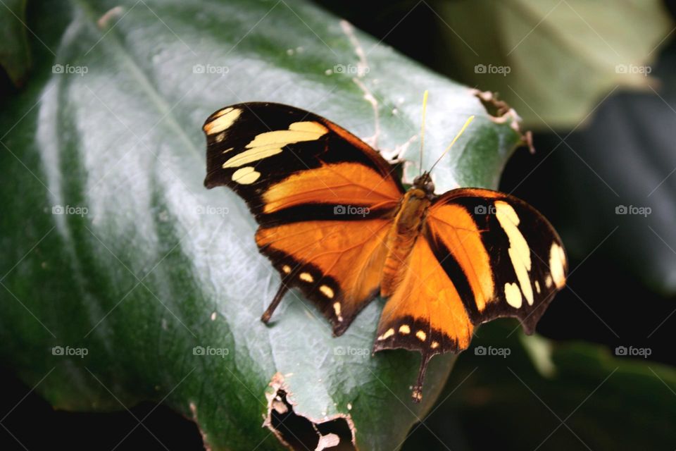 butterfly orange