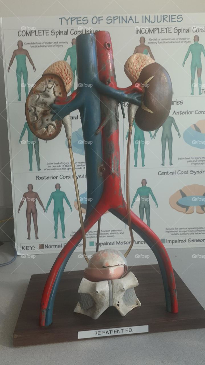 Kidneys and Ureters Model