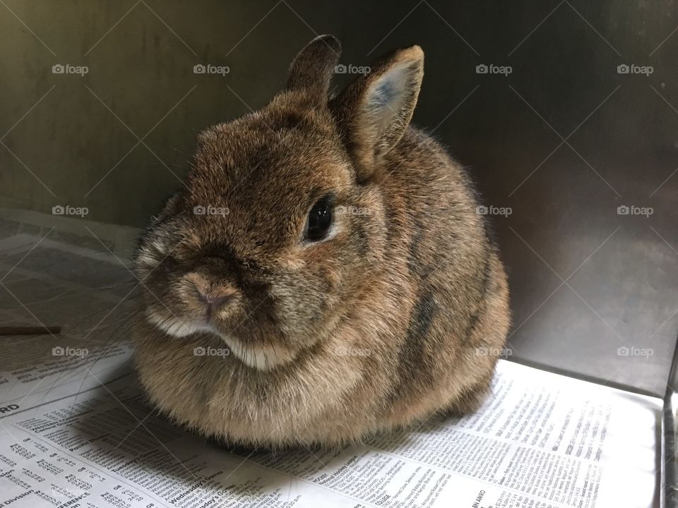 Rescued Bunny at Shelter ready for Adoption 