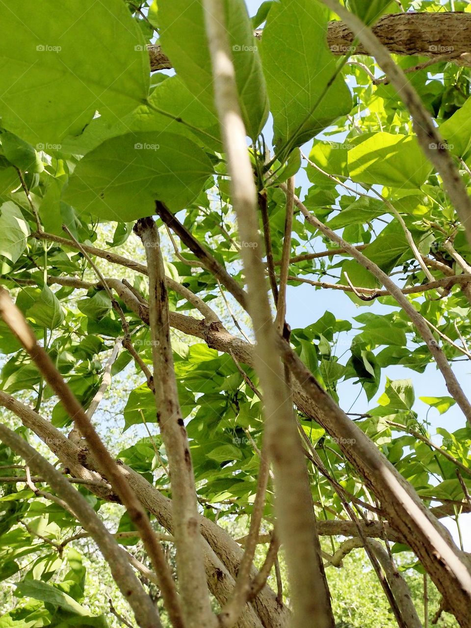 Beautiful tree branches with lots of green leaves on a lovely, sunny, bright day