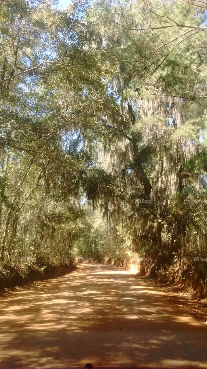 Old Tallahassee Canopy Road