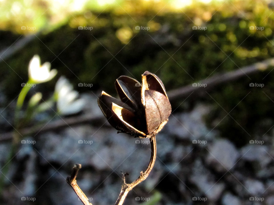 dried flower stem outdoors