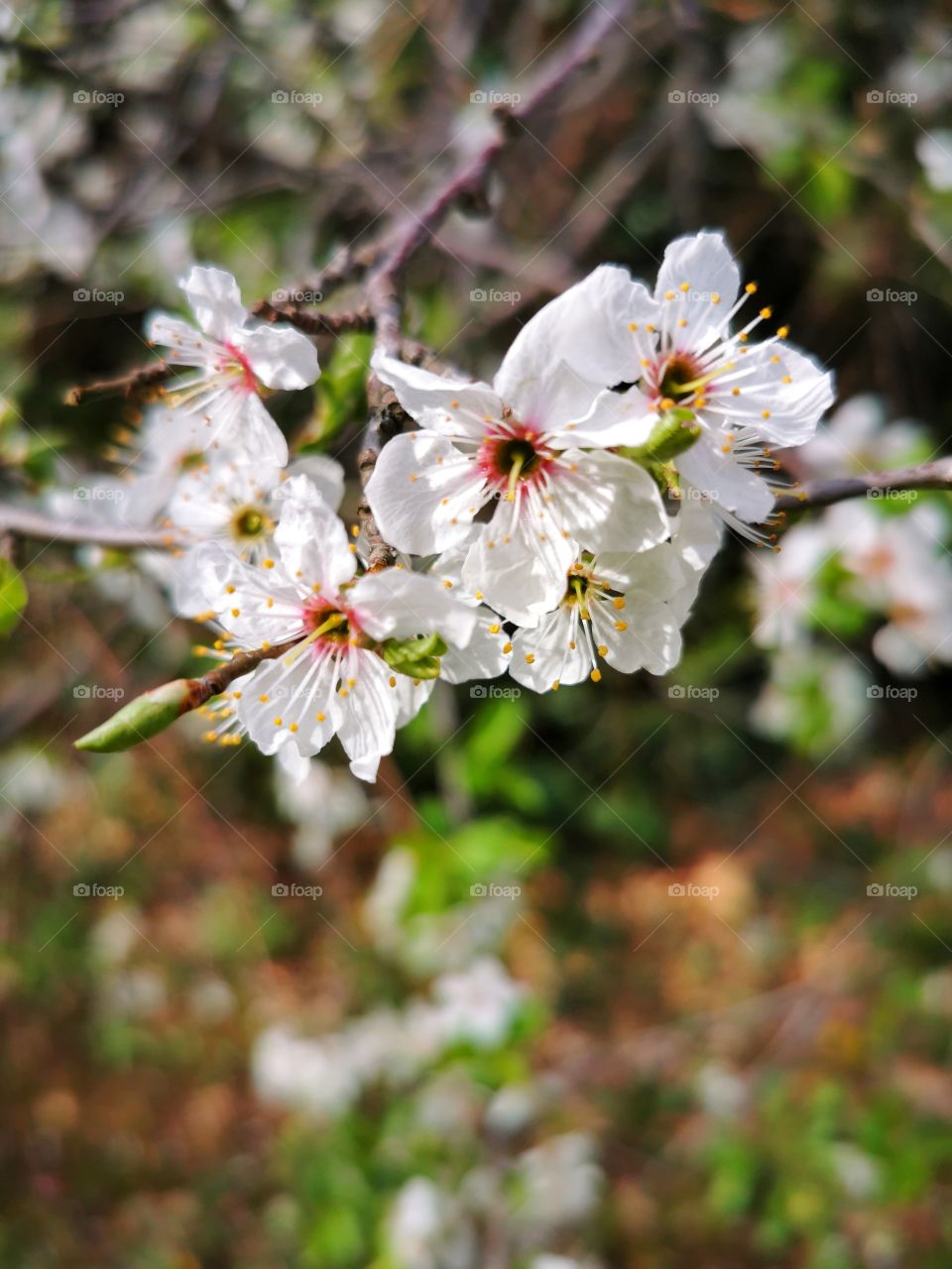 First Signs of Spring