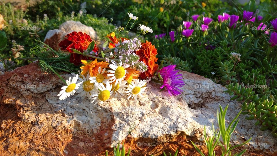 Summer flowers in the alpine garden