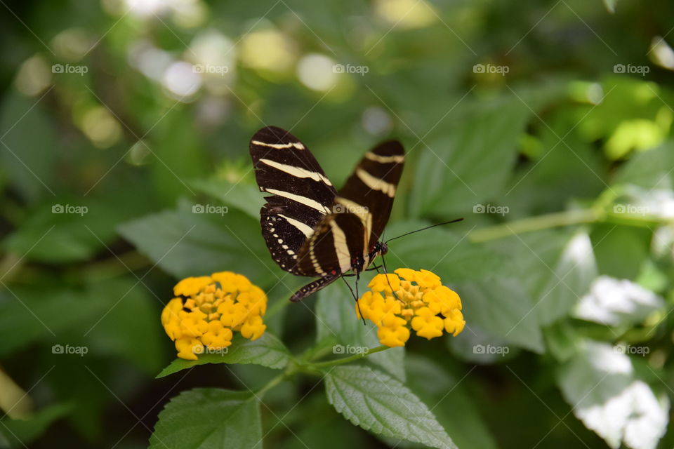 beautyful butterfly