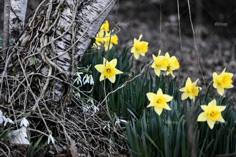 Daffodils and Tree Texture